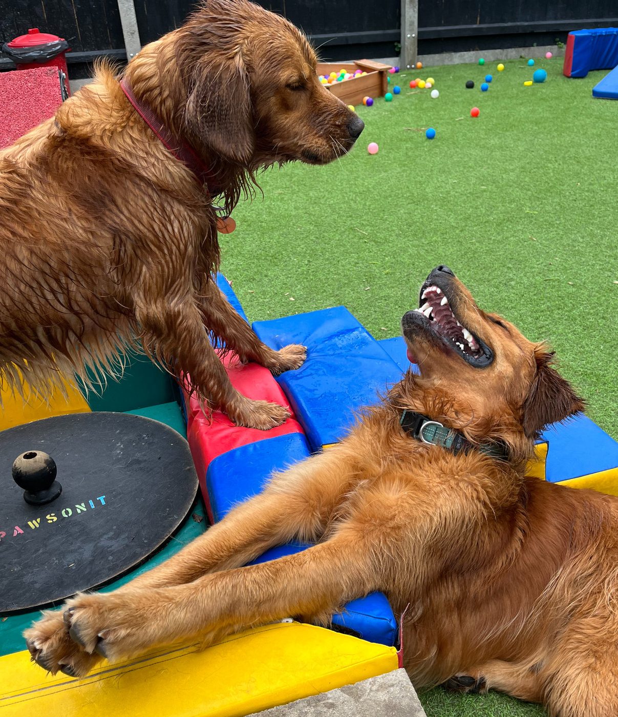Two dogs playing on the agility equipment