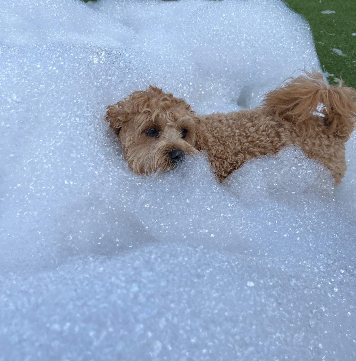 A dog enjoying one of our foam parties