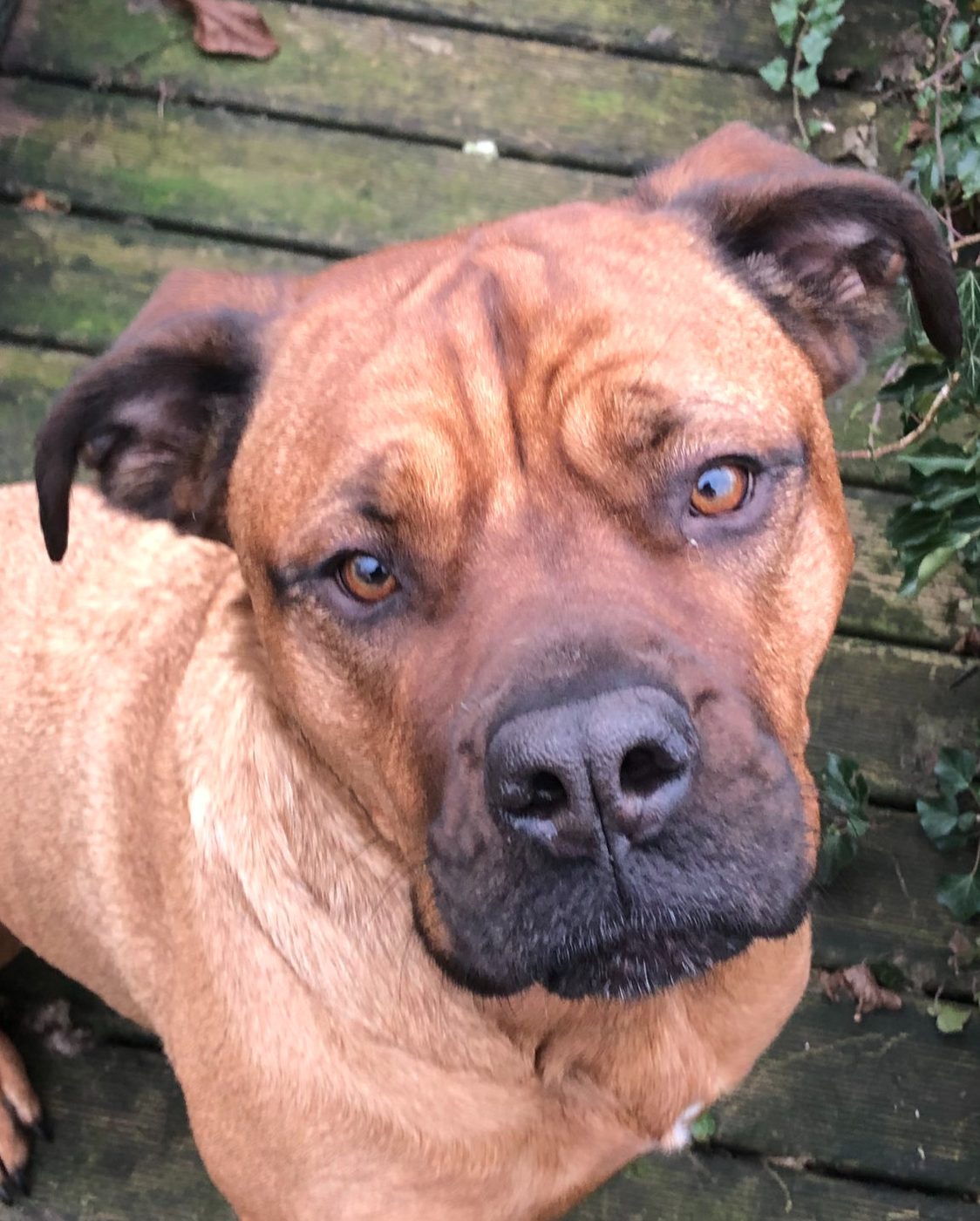 One of our daycare dogs