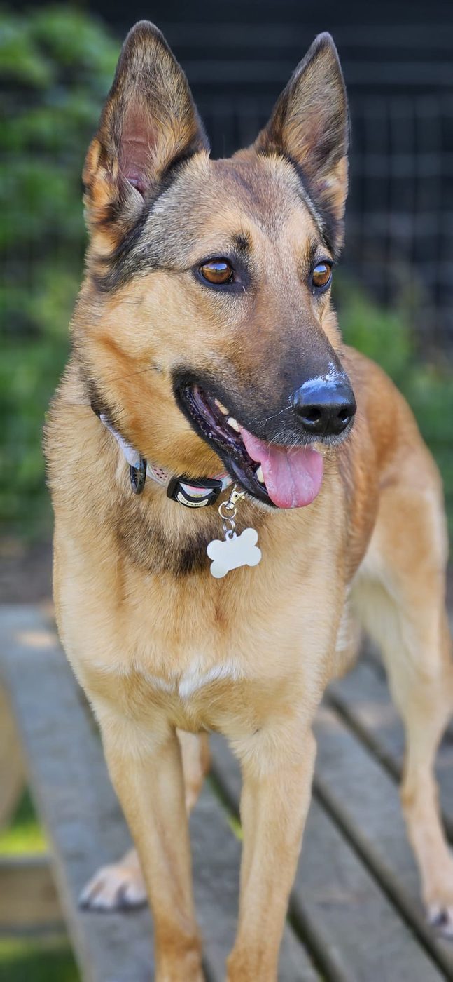 Meka, one of our own two dogs, who your dog would board alongside