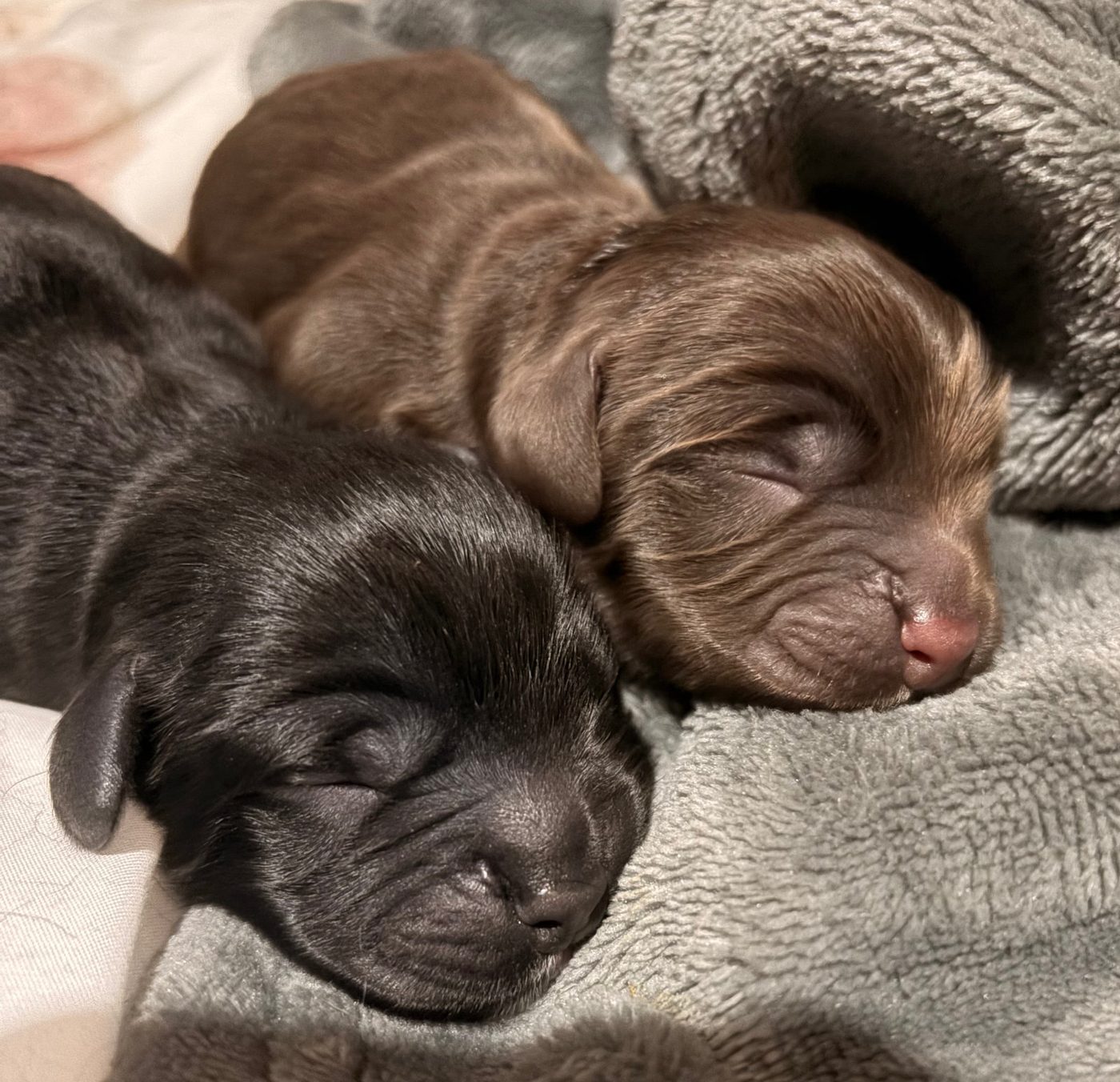 Newborn puppies delivered with K9 Midwife support