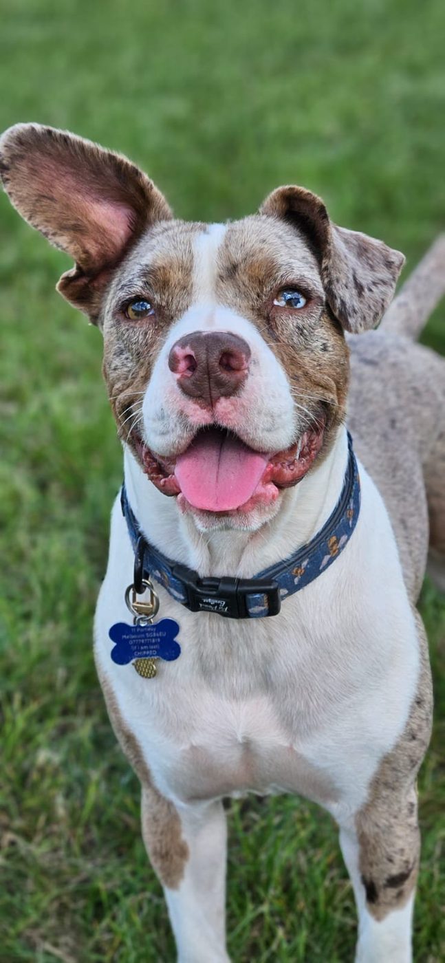 Zuma, our French Bulldog X Collie